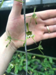 Oeceoclades spathulifera (Snake Orchid)