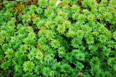 Rhodobryum ontariense MIX Tray -- Shade -- Exclusive! Waterfalls, Focal Features -- RARE species -- Check Back Later