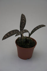Oeceoclades spathulifera (Snake Orchid)