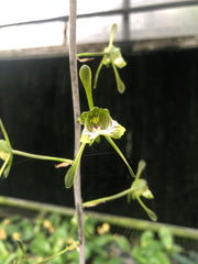 Oeceoclades spathulifera (Snake Orchid)